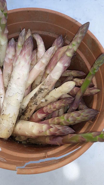 asperges 14-5-22.jpg