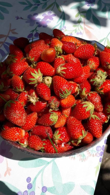 fraises.jpg