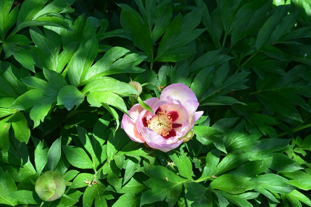 DSC_0284.JPG