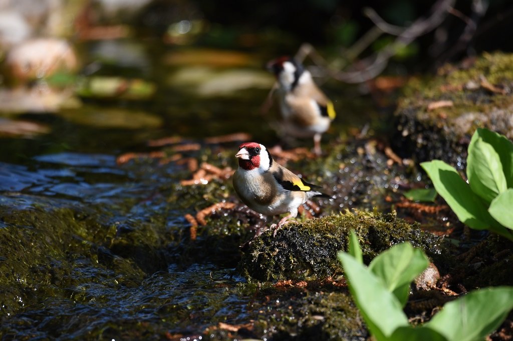 DSC_6117.JPG