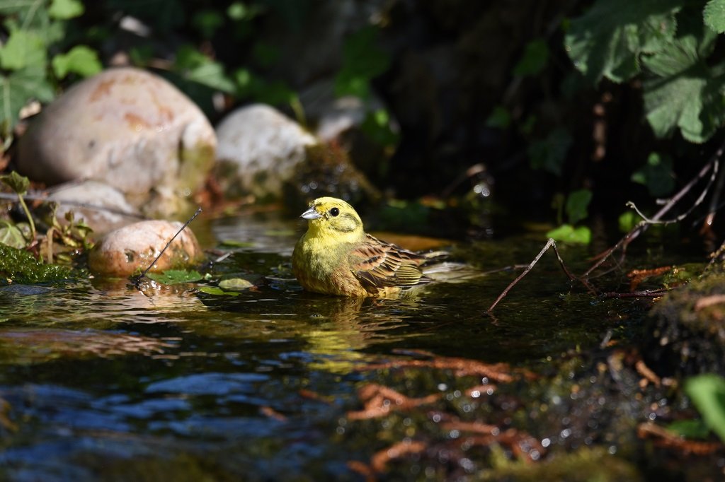 DSC_6161.JPG