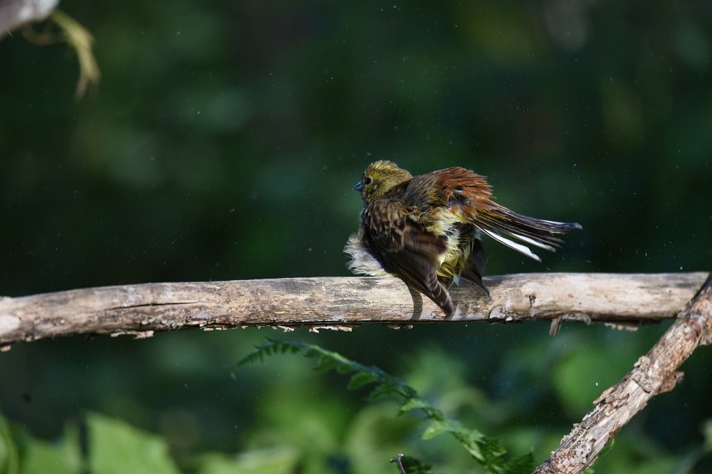 DSC_6299.JPG