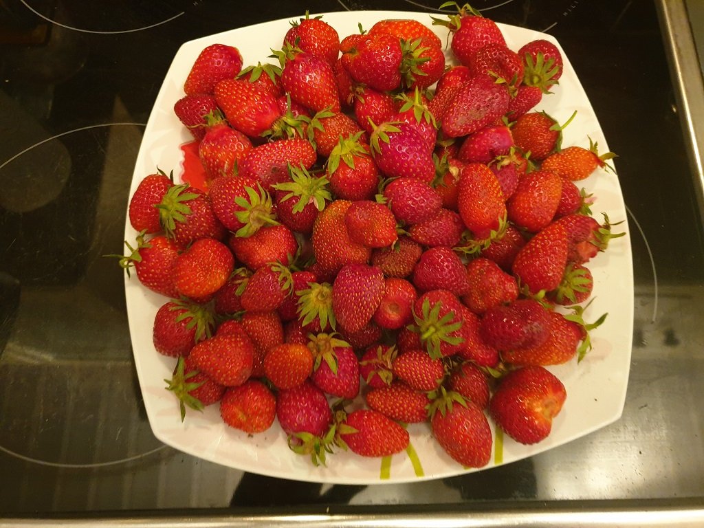 220514 770 g de fraises première récolte.jpg