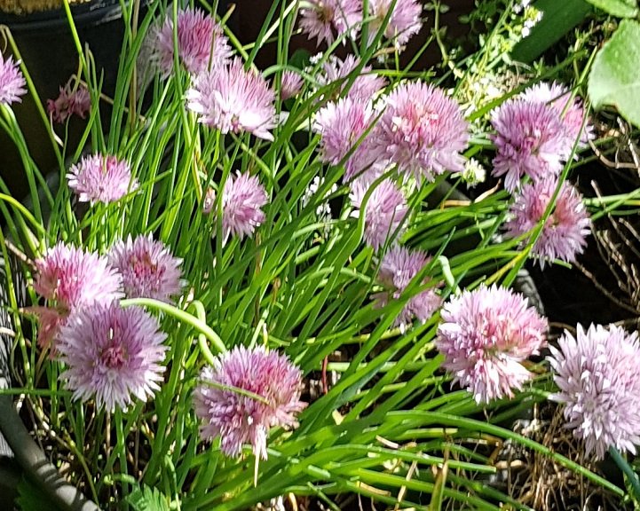 220518 ciboule pot.jpg