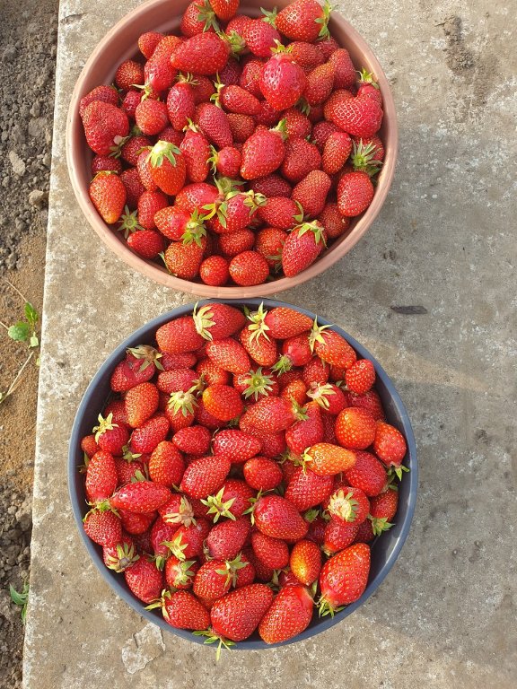 220518 3_15 kg fraises.jpg