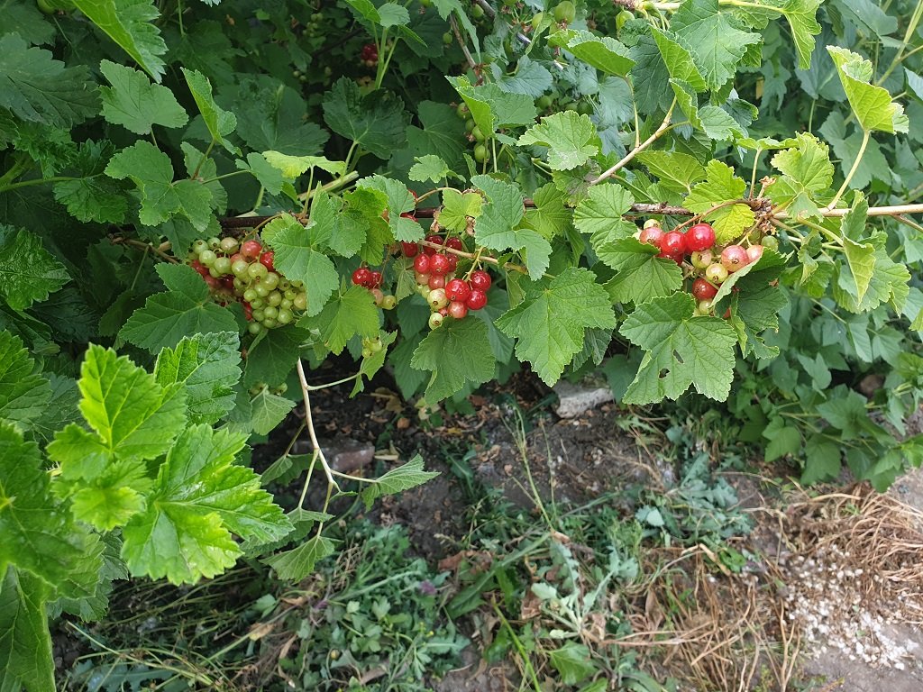 220518 groseilles rouges.jpg