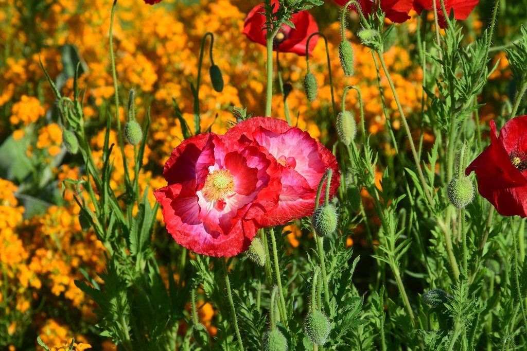 DSC_0365.JPG
