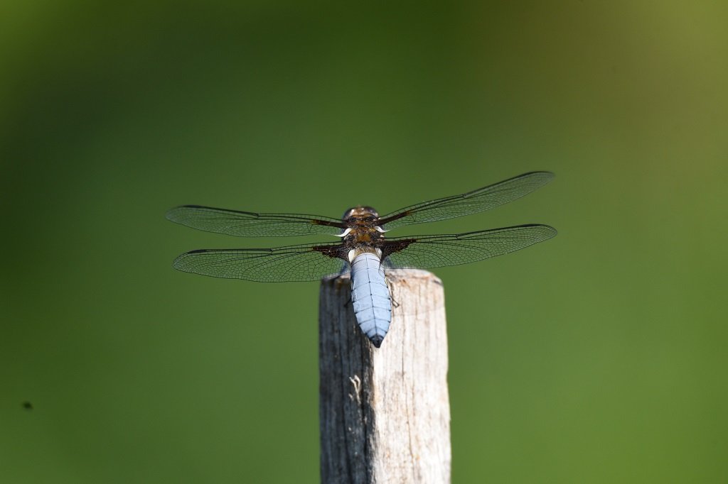 DSC_6913.JPG