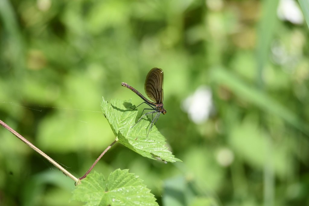 DSC_6868.JPG