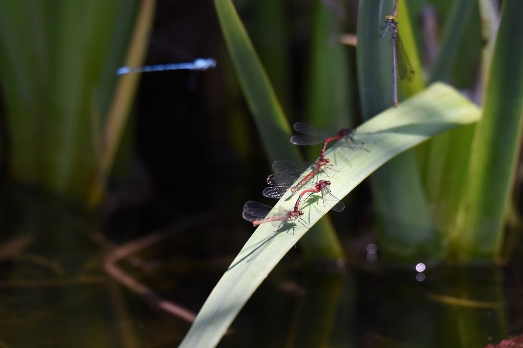 DSC_6760.JPG