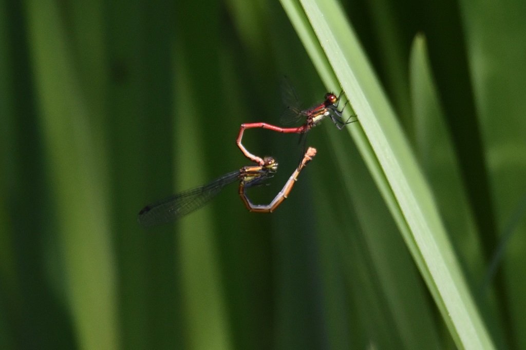 DSC_6816.JPG