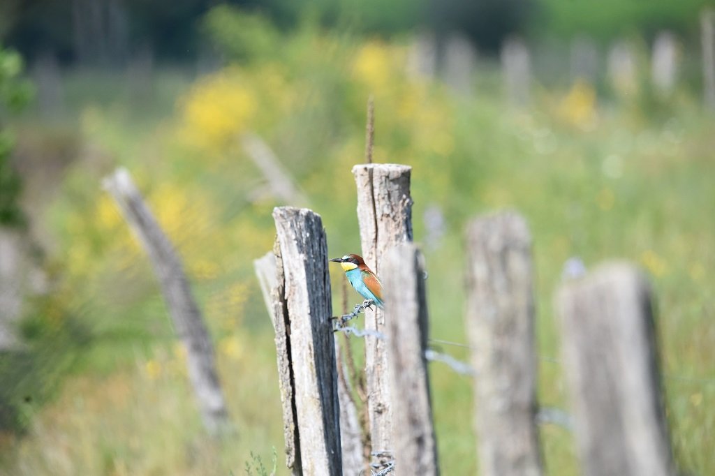 DSC_6824.JPG