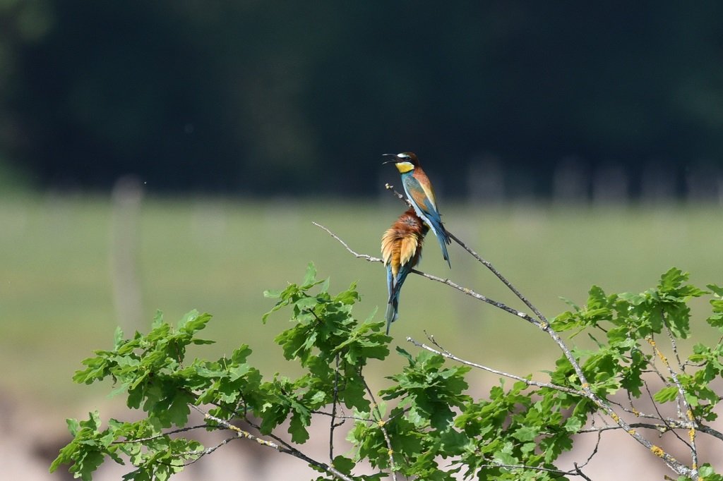 DSC_6864.JPG