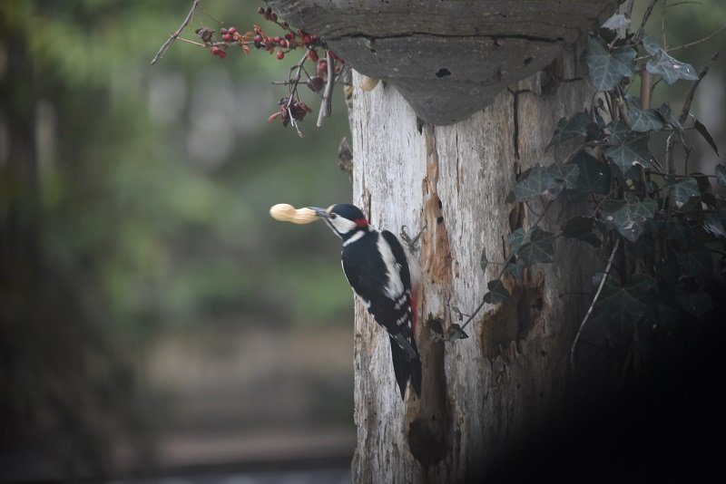 DSC_4465.JPG