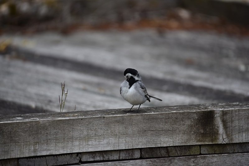 DSC_4539.JPG