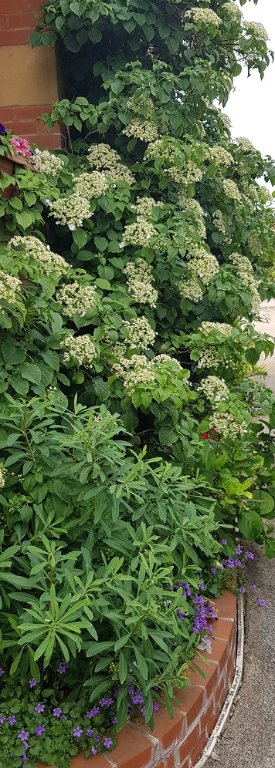 220522 hydrangea petio b.jpg