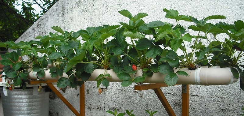 Gariguette 23 mai.jpg