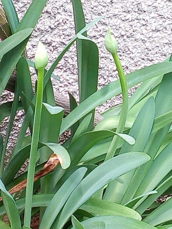 IMG_20220523_145218.jpg