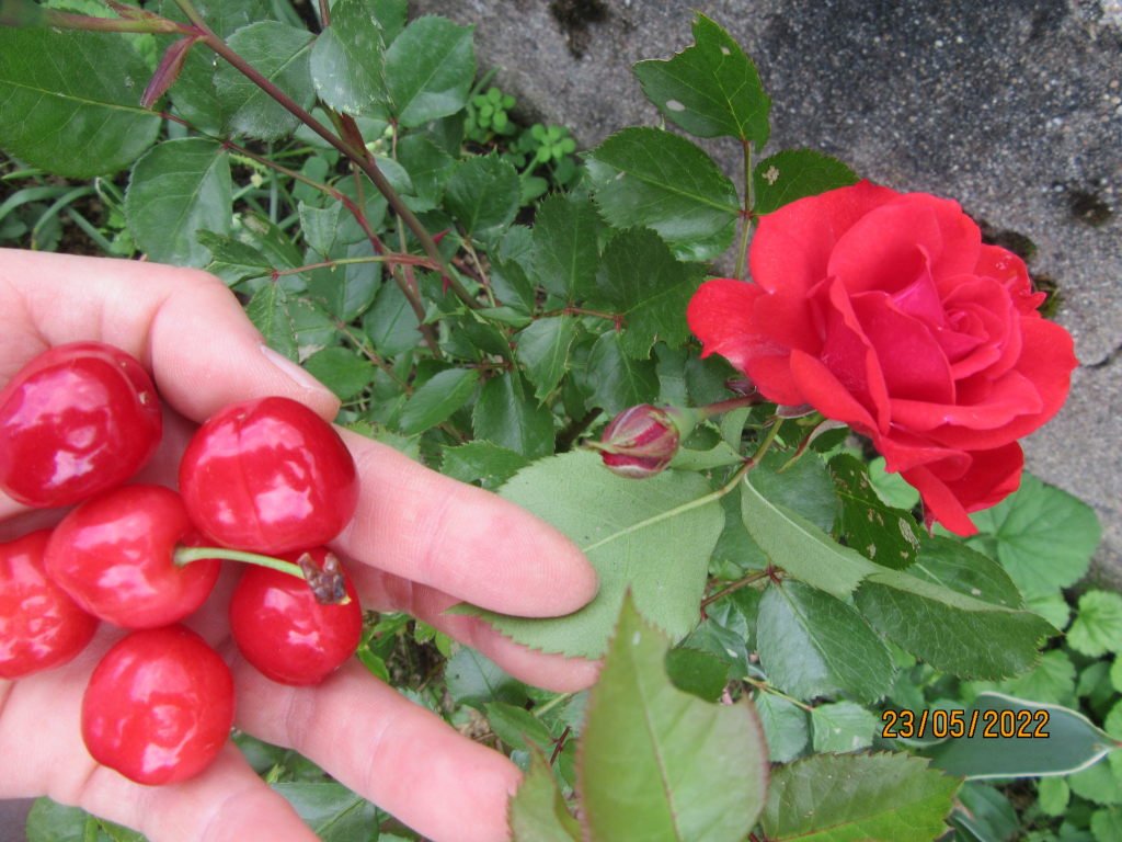 rose contre maria23mai.jpeg