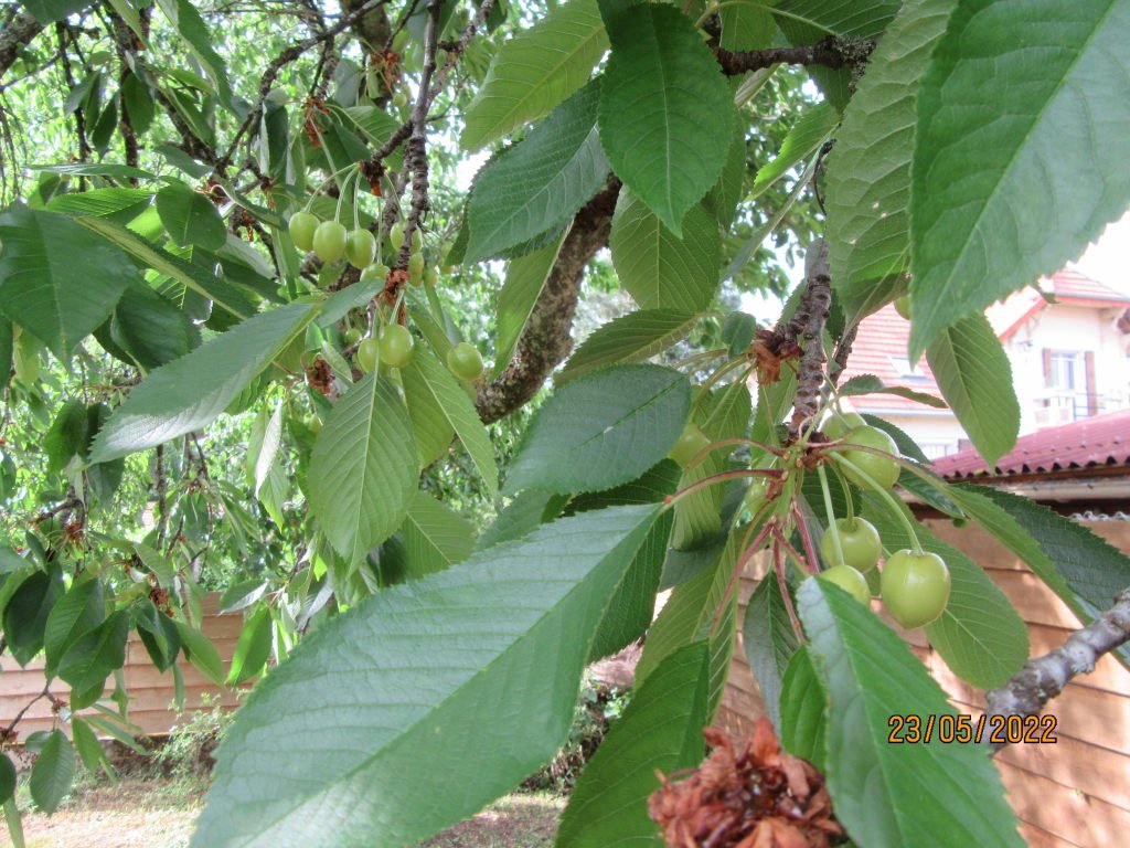 cerises23mai.jpeg