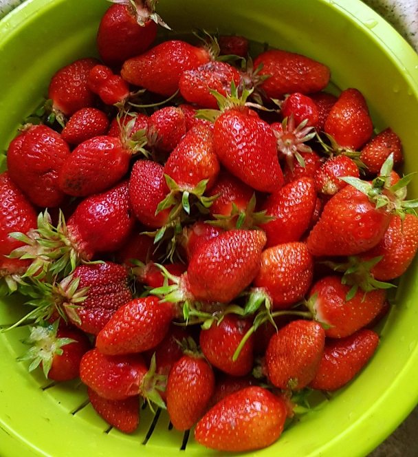 220524 fraises.jpg