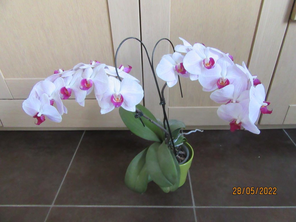 orchid mauve complete.jpeg