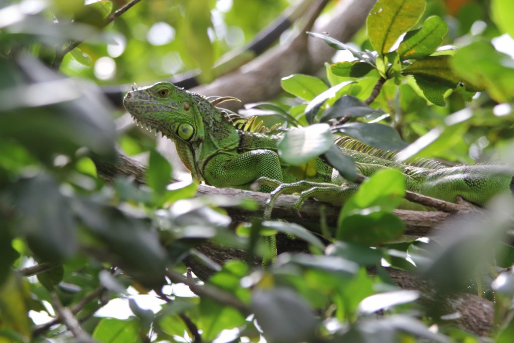 iguane magnifique olivier 1.jpg