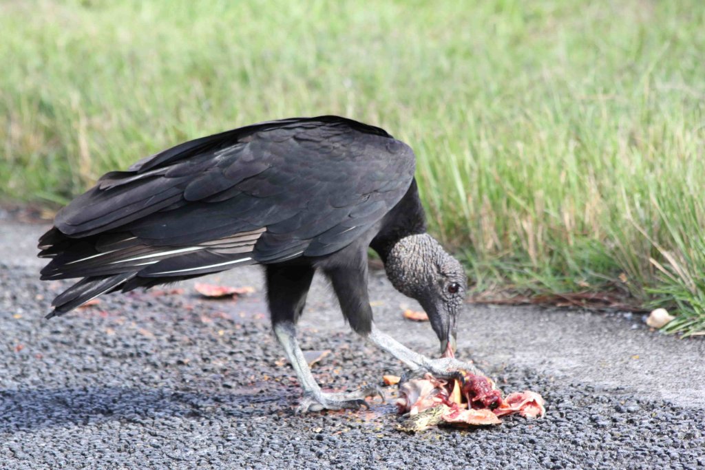 vautours everglades tête noire1.jpg