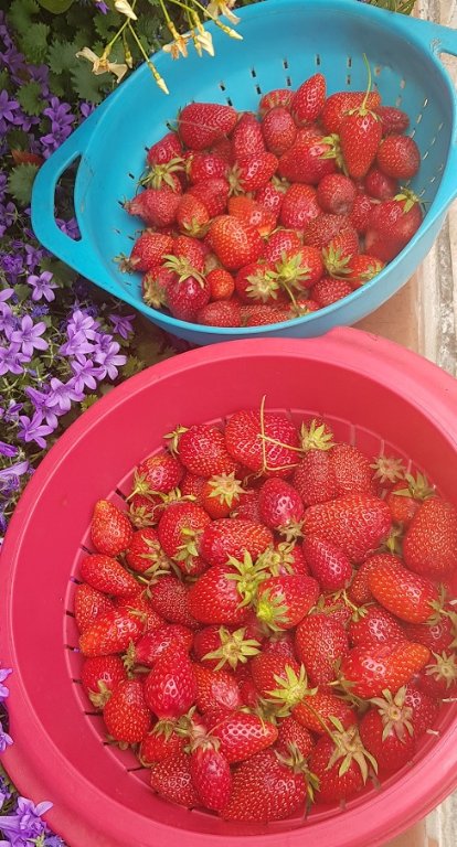 220529 fraises.jpg