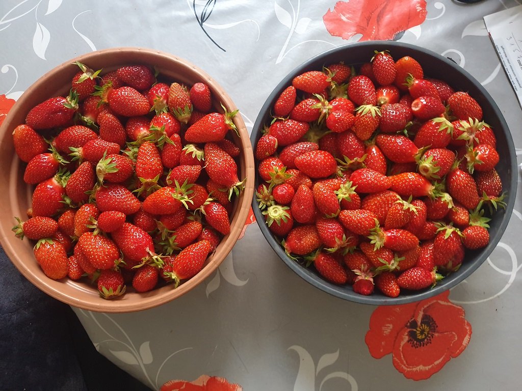 220520 récolte de fraises.jpg
