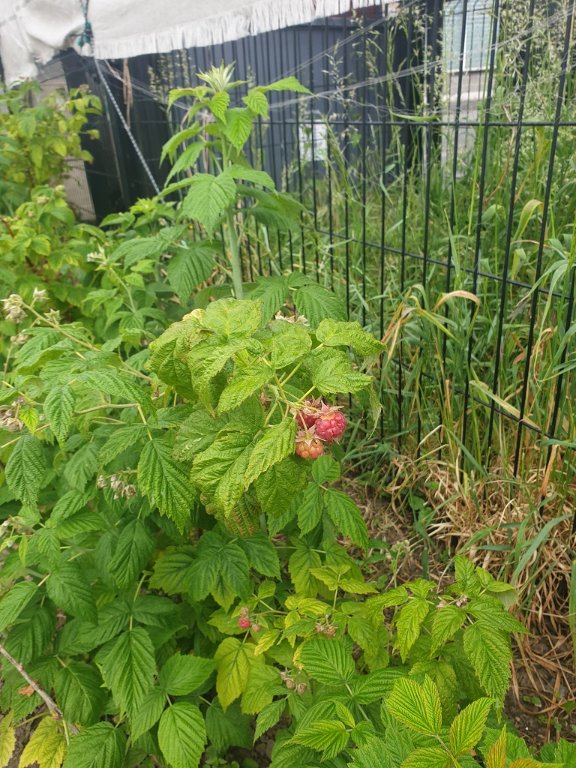 220523 premières framboises.jpg