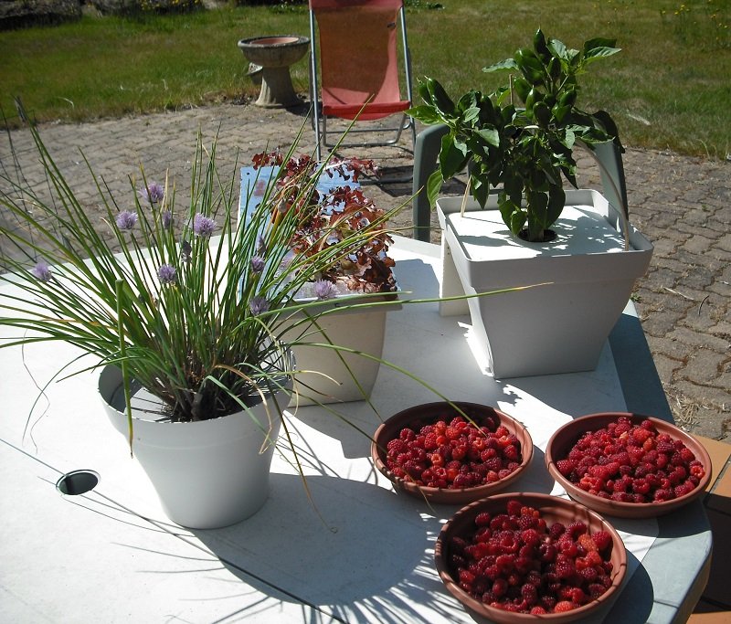 Framboises 31 mai.jpg