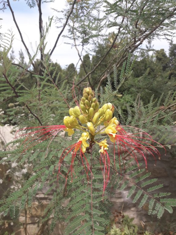 210725 caesalpinia.jpg