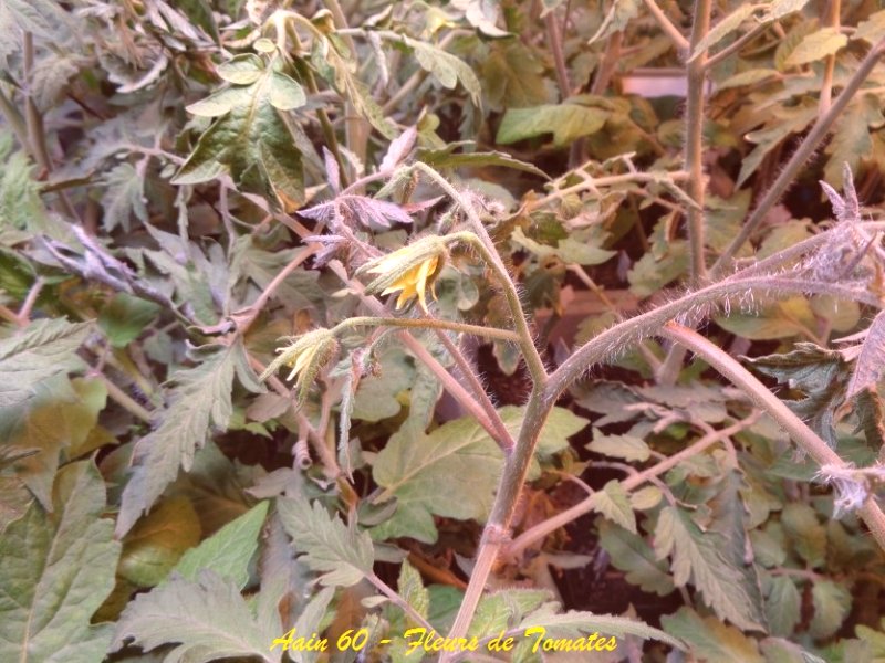Fleurs de tomates.JPG