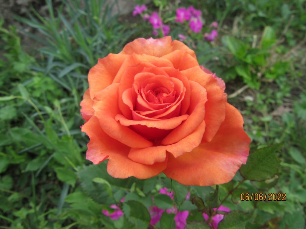 petite rose orange.jpeg