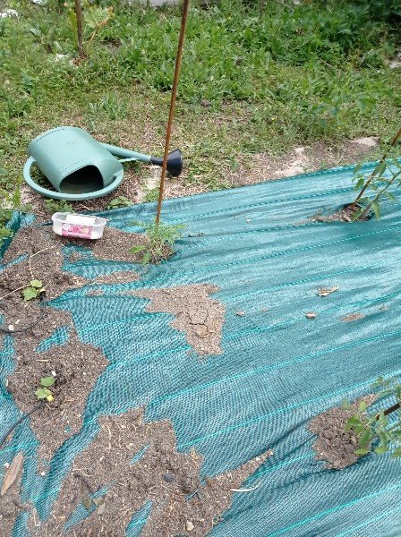 À côté des tomates, de minuscules pieds de concombres Muncher (on y croit !)