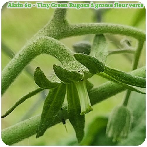 Tiny Green Rug Fleur verte 05-06-22.jpg