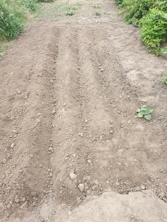 220603 lignes de pdt après.jpg