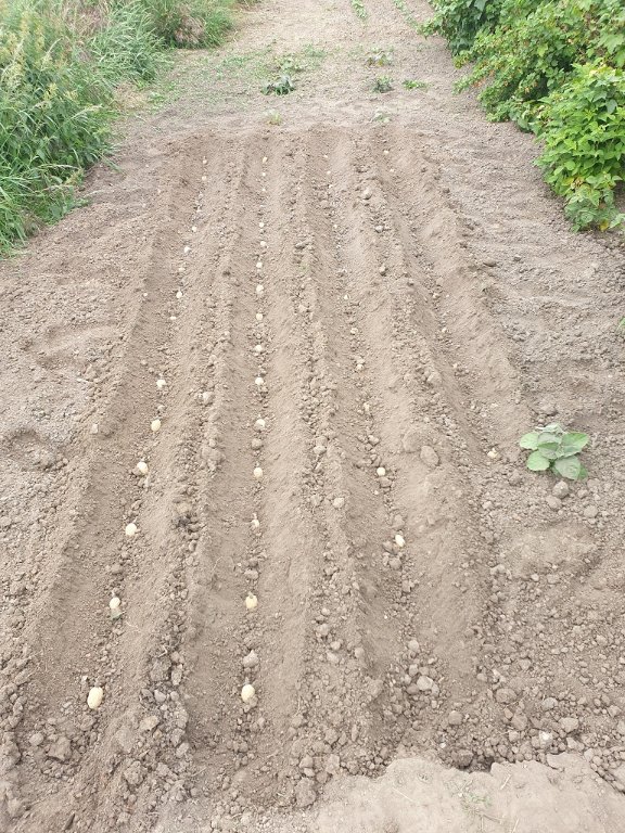 220603 lignes de pdt avant.jpg