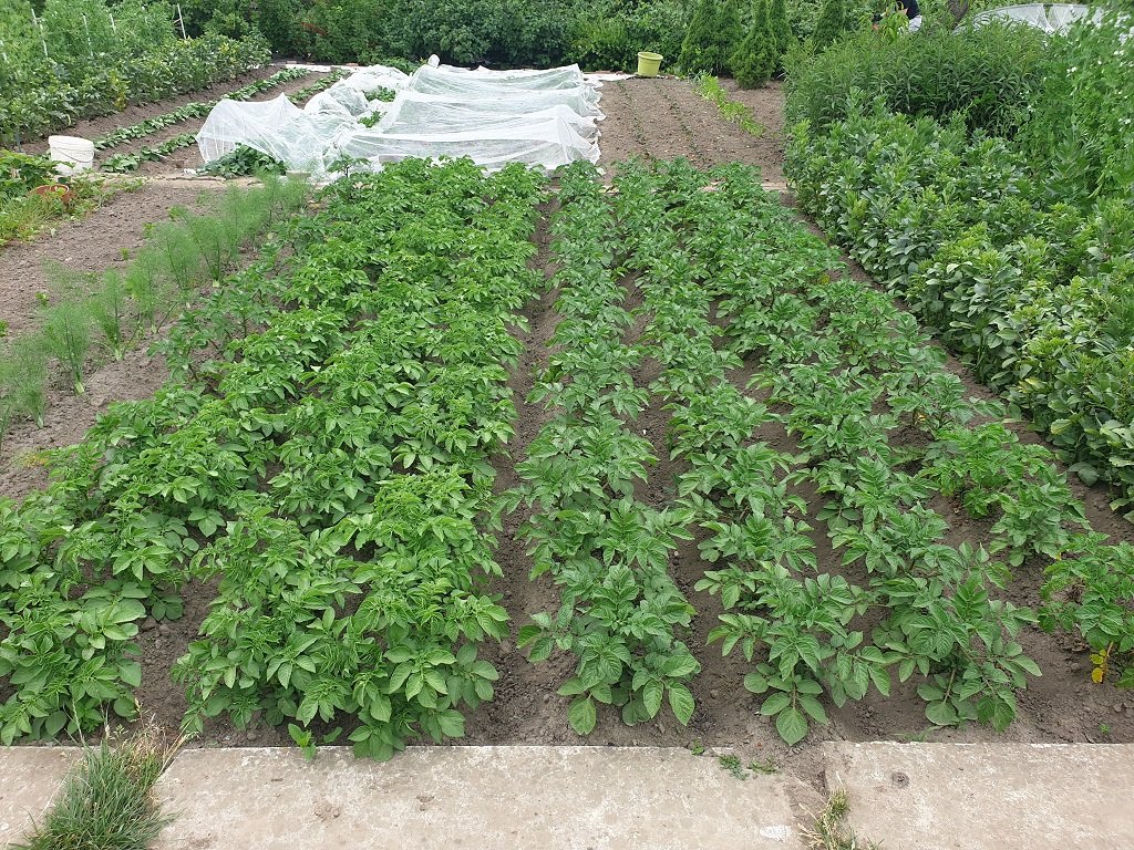 220603 lignes de pdt.jpg