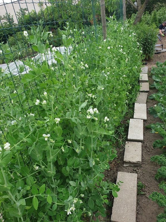 220603 petits pois en fleur.jpg