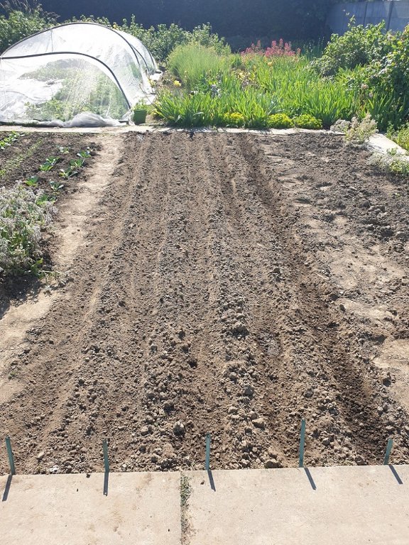 220604 5 lignes de haricots verts.jpg