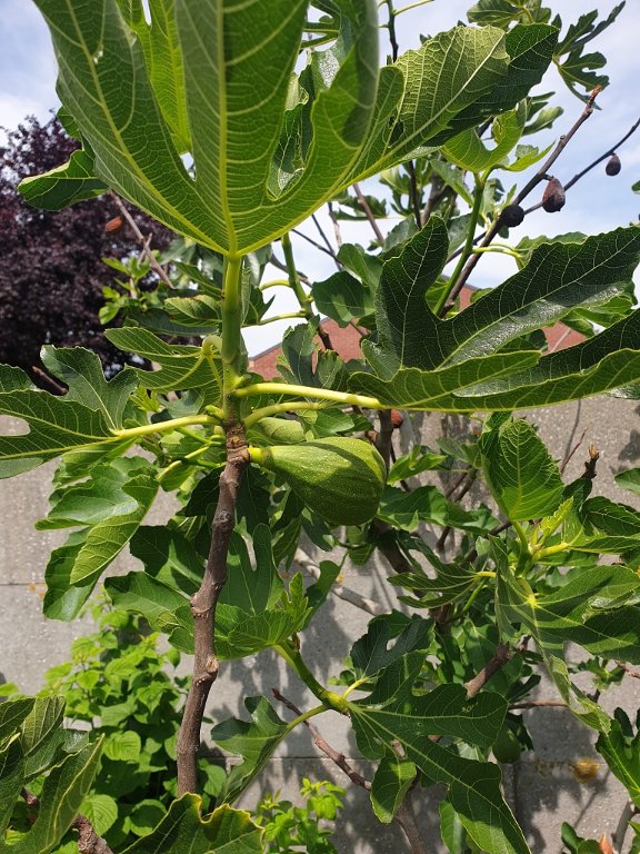220603 figues_1.jpg