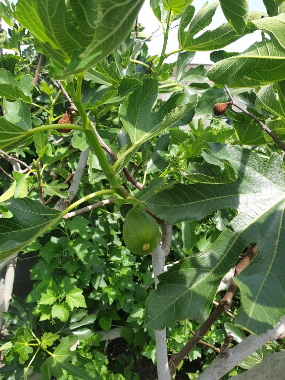 220603 figues_2.jpg