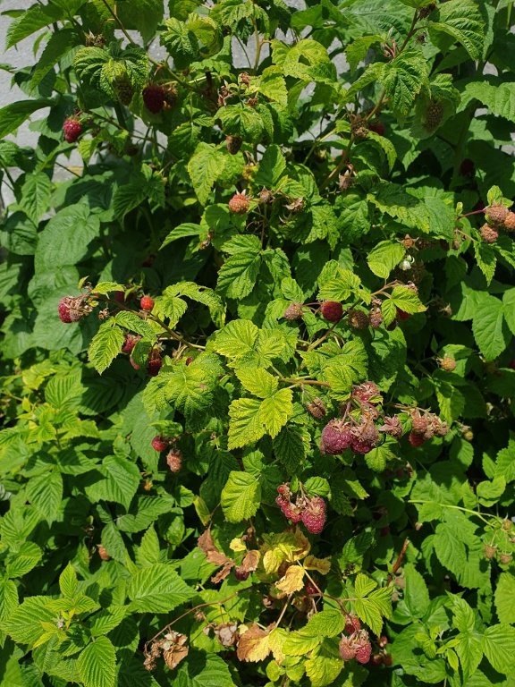 220603 framboises_1.jpg