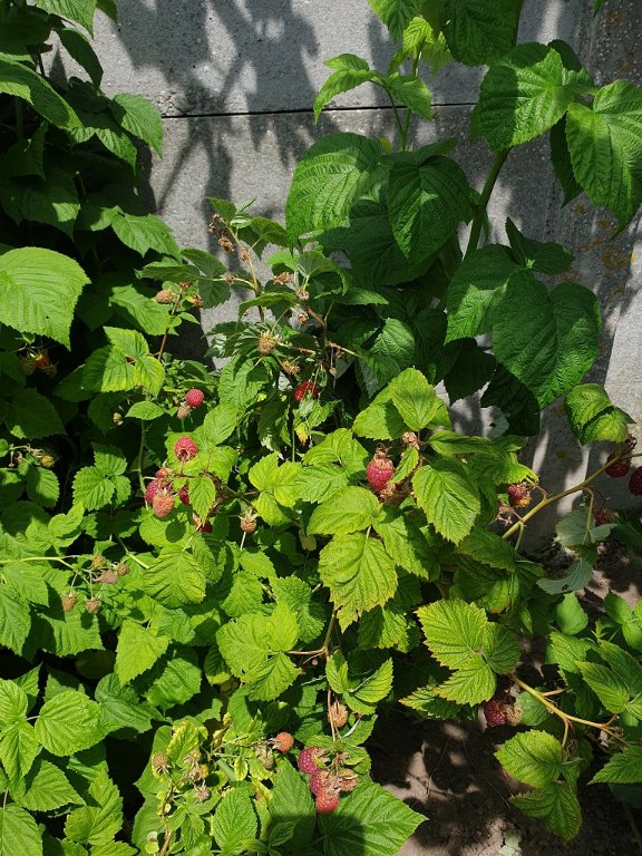 220603 framboises_2.jpg