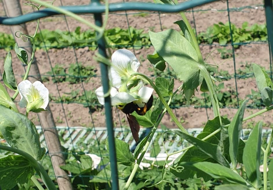 220604 abeille charpentière sur fleur de petit pois.JPG