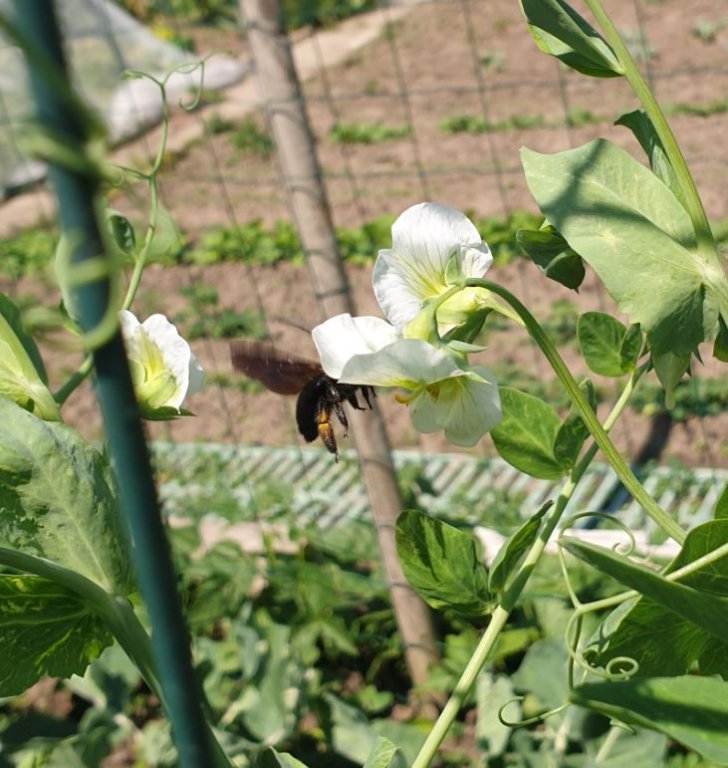 220604 abeille charpentière.JPG