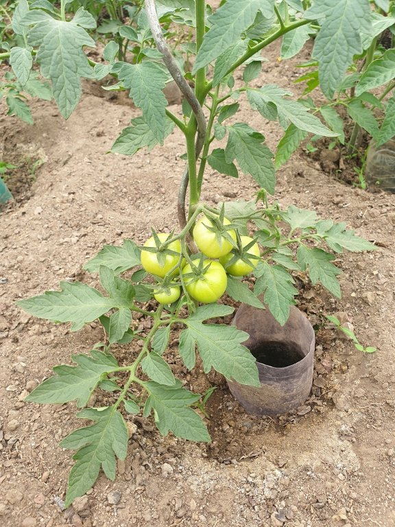 220603 tomates_1.jpg