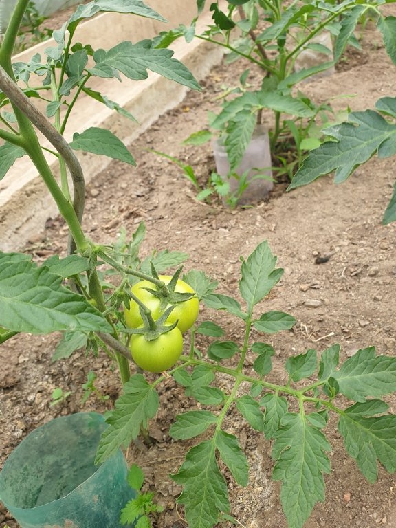220603 tomates_2.jpg